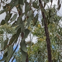 Eucalyptus dives at Denman Prospect 2 Estate Deferred Area (Block 12) - 6 Feb 2022 01:14 PM