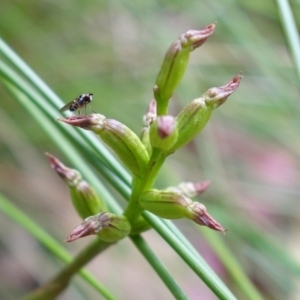 Corunastylis nuda at Cotter River, ACT - 5 Feb 2022