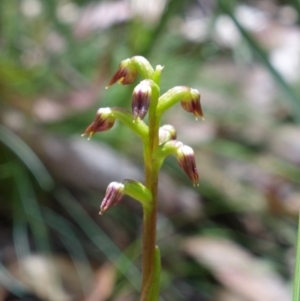 Corunastylis nuda at Cotter River, ACT - suppressed