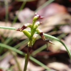 Corunastylis nuda at Cotter River, ACT - 5 Feb 2022