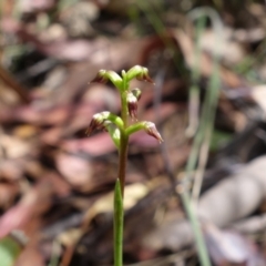 Corunastylis nuda at Cotter River, ACT - suppressed