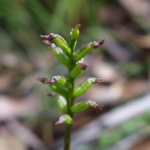 Corunastylis nuda at Cotter River, ACT - suppressed