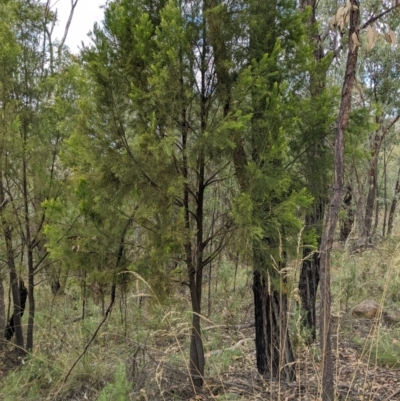 Exocarpos cupressiformis (Cherry Ballart) at Molonglo Valley, ACT - 6 Feb 2022 by abread111