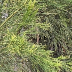 Exocarpos cupressiformis at Molonglo Valley, ACT - 6 Feb 2022