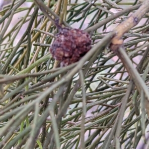 Exocarpos cupressiformis at Molonglo Valley, ACT - 6 Feb 2022