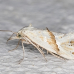 Heliocosma argyroleuca (A tortrix or leafroller moth) at Melba, ACT - 2 Dec 2021 by kasiaaus