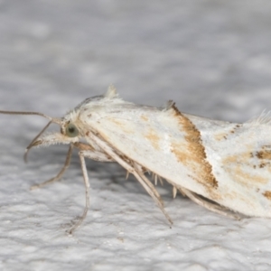 Heliocosma argyroleuca at Melba, ACT - 3 Dec 2021 12:16 AM