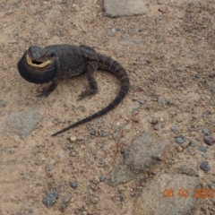 Pogona barbata at Stromlo, ACT - 6 Feb 2022