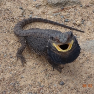 Pogona barbata at Stromlo, ACT - 6 Feb 2022