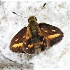 Taractrocera papyria (White-banded Grass-dart) at Tennent, ACT - 6 Feb 2022 by JohnBundock