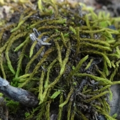 Unidentified Moss, Liverwort or Hornwort at Molonglo Valley, ACT - 19 Sep 2020 by JanetRussell