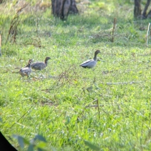 Chenonetta jubata at Tintaldra, VIC - 4 Feb 2022 04:33 PM