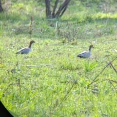 Chenonetta jubata at Tintaldra, VIC - 4 Feb 2022 04:33 PM