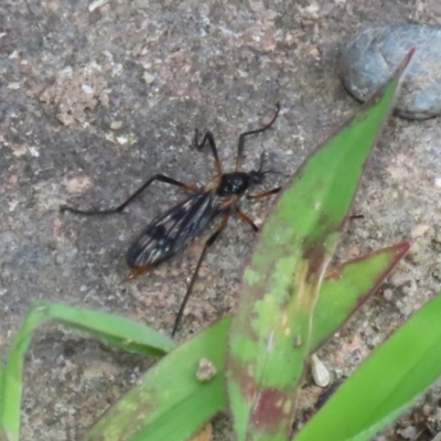 Gynoplistia sp. (genus) (Crane fly) at Macarthur, ACT - 6 Feb 2022 by RodDeb