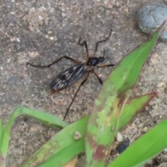 Gynoplistia sp. (genus) at Macarthur, ACT - 6 Feb 2022