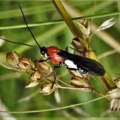 Braconidae (family) (Unidentified braconid wasp) at Tennent, ACT - 6 Feb 2022 by JohnBundock