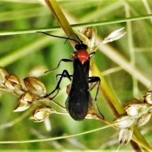 Braconidae (family) at Tennent, ACT - 6 Feb 2022