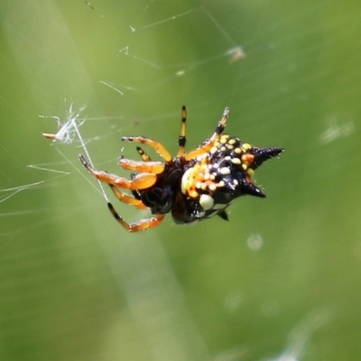 Austracantha minax (Christmas Spider, Jewel Spider) at Macarthur, ACT - 6 Feb 2022 by RodDeb