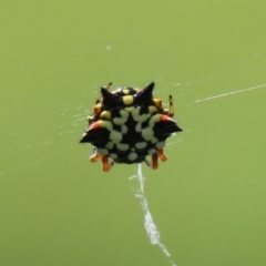 Austracantha minax at Macarthur, ACT - 6 Feb 2022