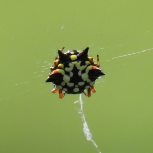 Austracantha minax at Macarthur, ACT - 6 Feb 2022