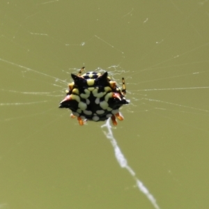 Austracantha minax at Macarthur, ACT - 6 Feb 2022