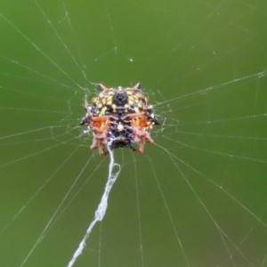 Austracantha minax at Macarthur, ACT - 6 Feb 2022