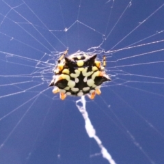 Austracantha minax at Macarthur, ACT - 6 Feb 2022