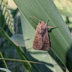 Mythimna (Pseudaletia) convecta (Common Armyworm) at Colac Colac, VIC - 6 Feb 2022 by Darcy