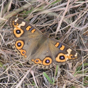 Junonia villida at Kambah, ACT - 6 Feb 2022