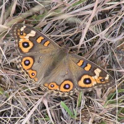 Junonia villida (Meadow Argus) at Kambah, ACT - 6 Feb 2022 by MatthewFrawley