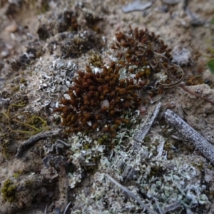 Tortula at Molonglo Valley, ACT - 19 Sep 2020