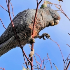 Callocephalon fimbriatum (Gang-gang Cockatoo) at Aranda Bushland - 6 Feb 2022 by JebKent