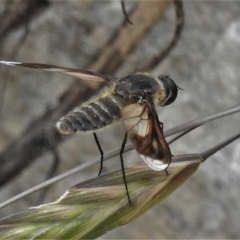 Comptosia sp. (genus) (Unidentified Comptosia bee fly) at Tennent, ACT - 6 Feb 2022 by JohnBundock