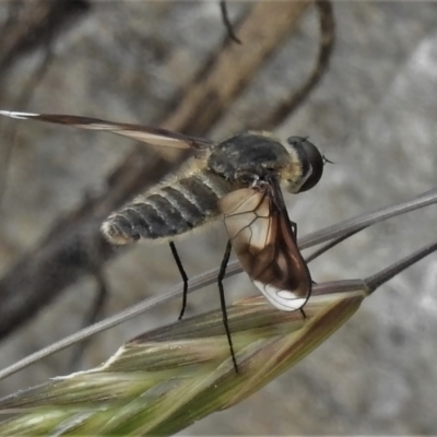 Comptosia sp. (genus) (Unidentified Comptosia bee fly) at Tennent, ACT - 6 Feb 2022 by JohnBundock