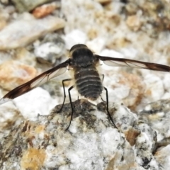 Comptosia (genus) at Tennent, ACT - 6 Feb 2022 02:47 PM