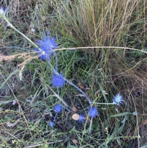 Eryngium ovinum at Cook, ACT - 30 Dec 2021