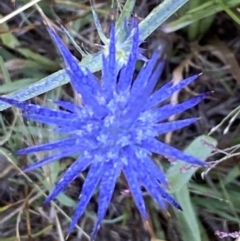 Eryngium ovinum at Cook, ACT - 30 Dec 2021