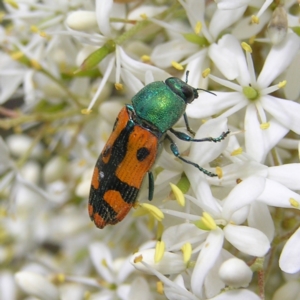 Castiarina scalaris at Kambah, ACT - 6 Feb 2022 11:49 AM