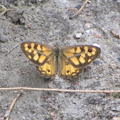 Geitoneura klugii (Marbled Xenica) at Kambah, ACT - 6 Feb 2022 by MatthewFrawley