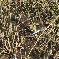 Orthetrum caledonicum (Blue Skimmer) at O'Malley, ACT - 5 Feb 2022 by Tapirlord