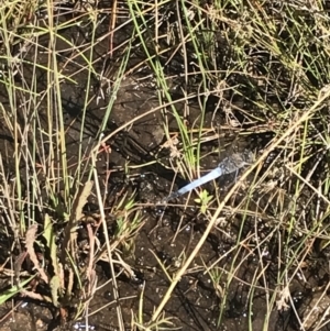 Orthetrum caledonicum at O'Malley, ACT - 5 Feb 2022