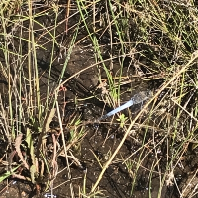 Orthetrum caledonicum (Blue Skimmer) at Mount Mugga Mugga - 5 Feb 2022 by Tapirlord