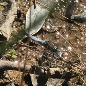 Orthetrum caledonicum at O'Malley, ACT - 5 Feb 2022 03:56 PM