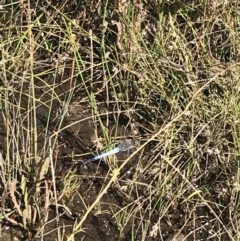 Orthetrum caledonicum at O'Malley, ACT - 5 Feb 2022 03:56 PM