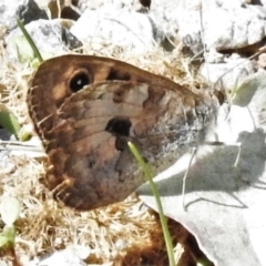 Geitoneura klugii (Marbled Xenica) at Tennent, ACT - 6 Feb 2022 by JohnBundock