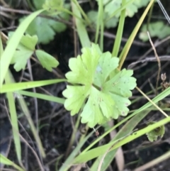 Hydrocotyle sibthorpioides (A Pennywort) at Mount Mugga Mugga - 5 Feb 2022 by Tapirlord