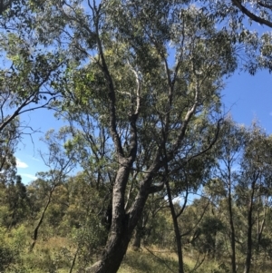 Eucalyptus bridgesiana at Mount Mugga Mugga - 5 Feb 2022 04:06 PM