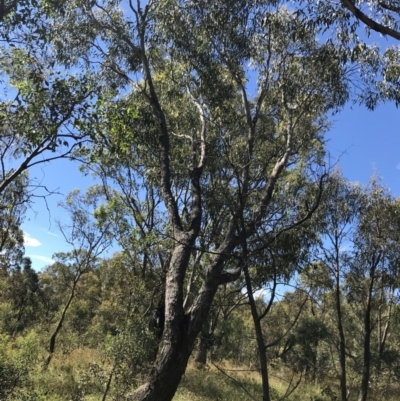 Eucalyptus bridgesiana (Apple Box) at O'Malley, ACT - 5 Feb 2022 by Tapirlord
