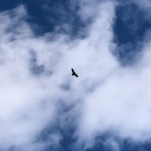 Aquila audax at Molonglo Valley, ACT - 6 Feb 2022