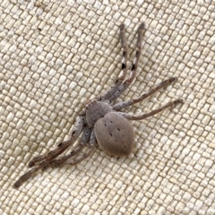 Isopedella pessleri (A huntsman spider) at Molonglo Valley, ACT - 6 Feb 2022 by KMcCue